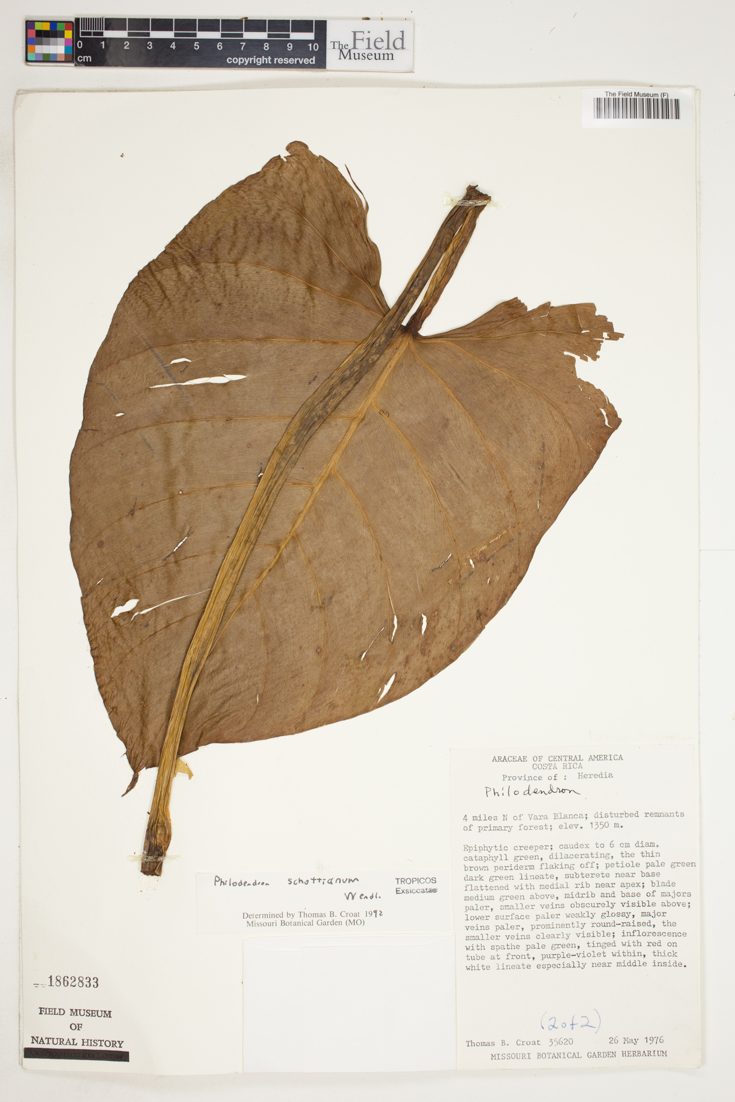 Philodendron schottianum image