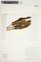 Philodendron schottianum image