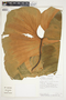 Philodendron schottianum image