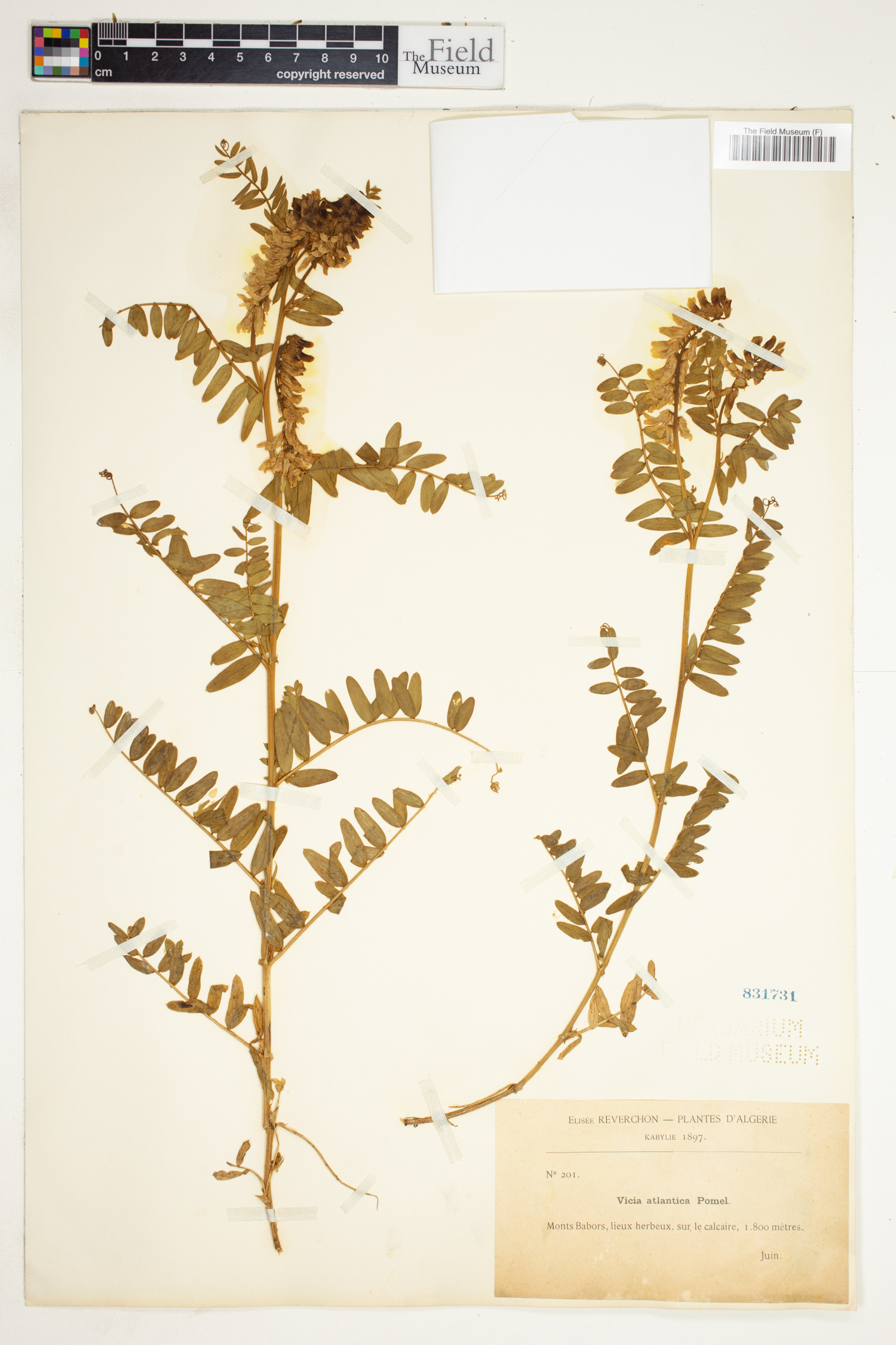 Vicia ochroleuca subsp. atlantica image