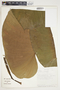 Philodendron schottianum image