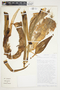 Philodendron schottianum image