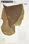 Philodendron schottianum image