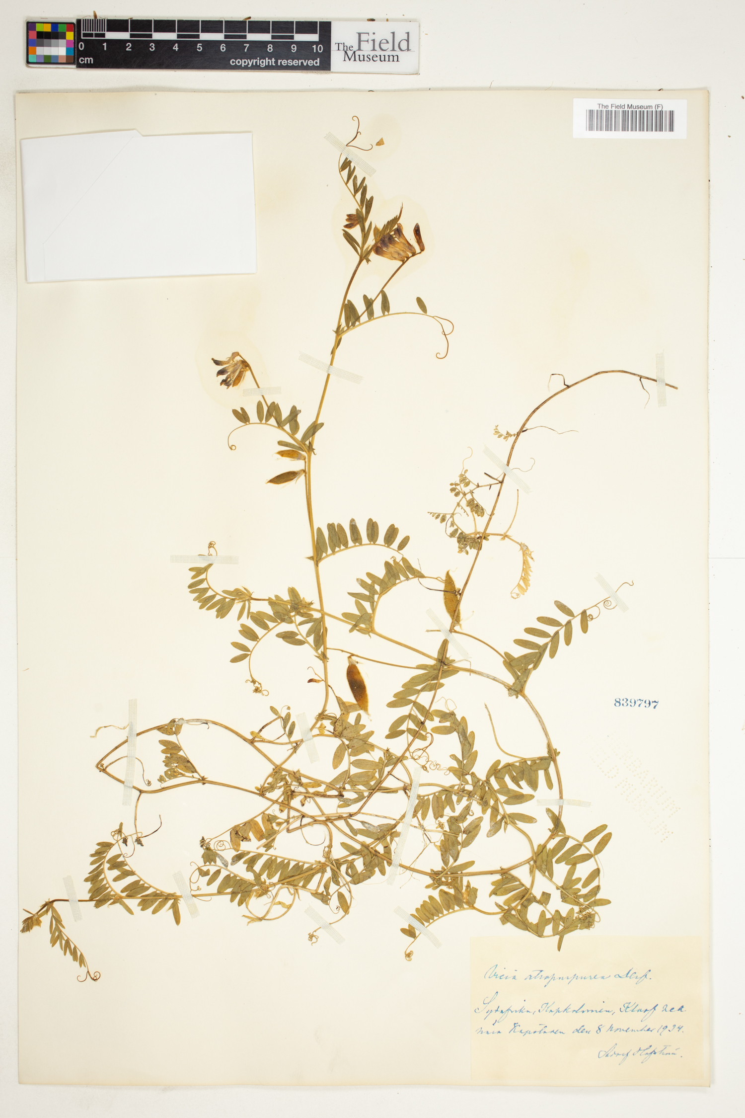 Vicia benghalensis subsp. benghalensis image