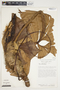 Philodendron schottianum image