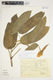 Philodendron schottii image