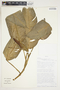 Philodendron schottii image