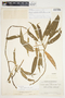Philodendron schottii image