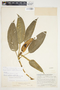 Philodendron schottii image