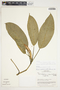 Philodendron schottii image