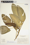 Philodendron schottii image