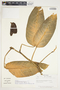Philodendron schottii image