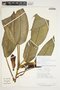 Philodendron schottii image
