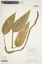 Philodendron schottii image
