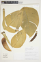 Philodendron schottii image