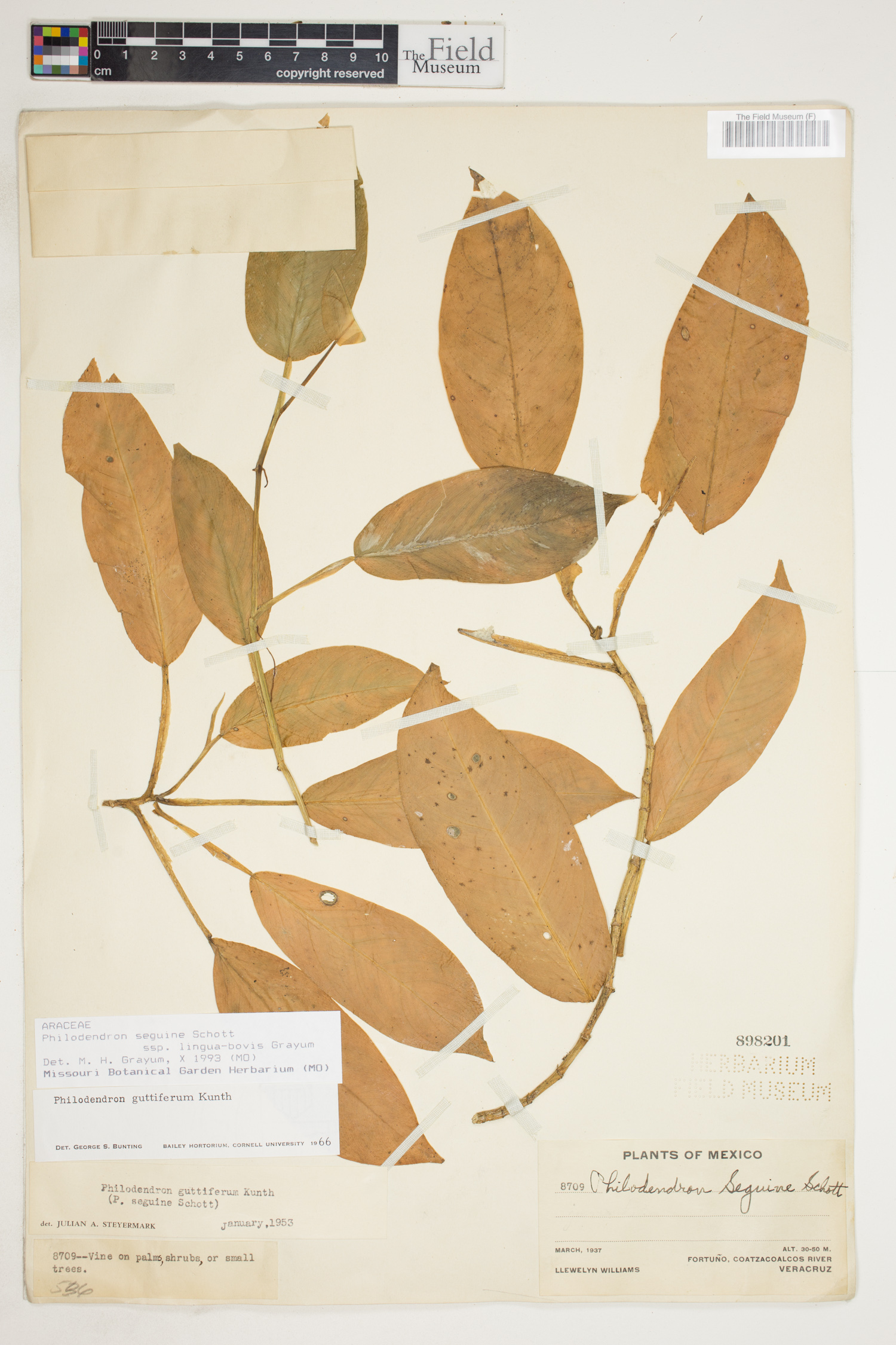 Philodendron seguine image
