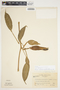 Philodendron seguine image