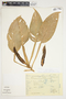 Philodendron seguine image