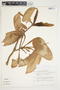Philodendron seguine image