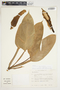 Philodendron seguine image