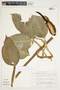 Philodendron seguine image