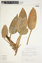 Philodendron seguine image