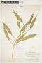 Philodendron seguine image