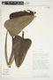 Philodendron smithii image