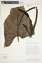 Philodendron smithii image