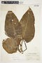 Philodendron smithii image
