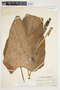 Philodendron smithii image