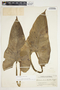 Philodendron smithii image
