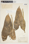 Philodendron smithii image