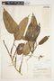 Philodendron smithii image