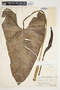 Philodendron smithii image