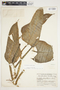 Philodendron smithii image