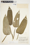 Philodendron smithii image