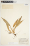 Philodendron smithii image