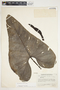 Philodendron smithii image