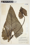 Philodendron smithii image