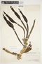 Philodendron smithii image