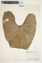 Philodendron smithii image