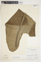 Philodendron smithii image