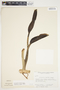 Philodendron smithii image