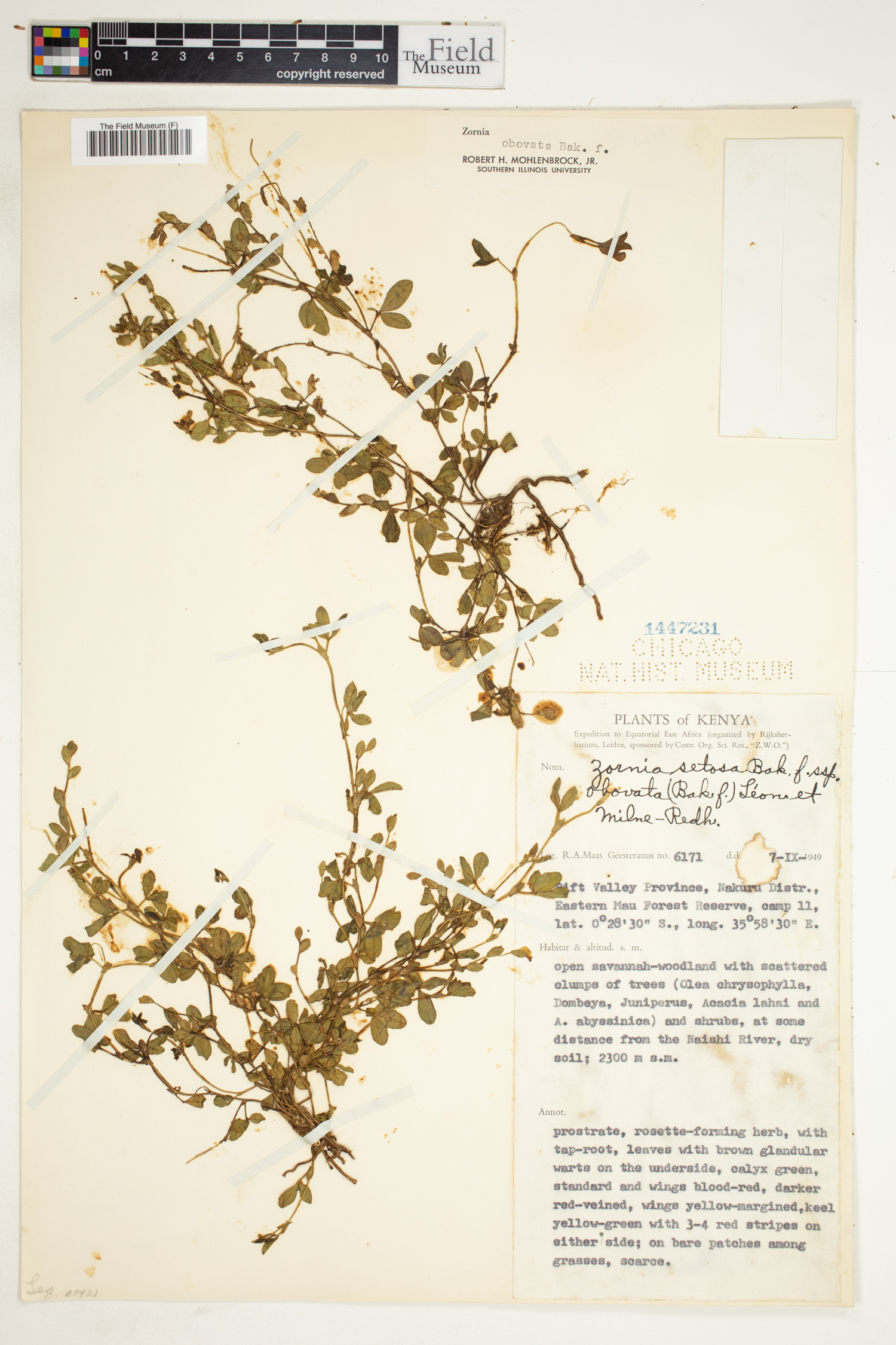 Zornia setosa subsp. obovata image