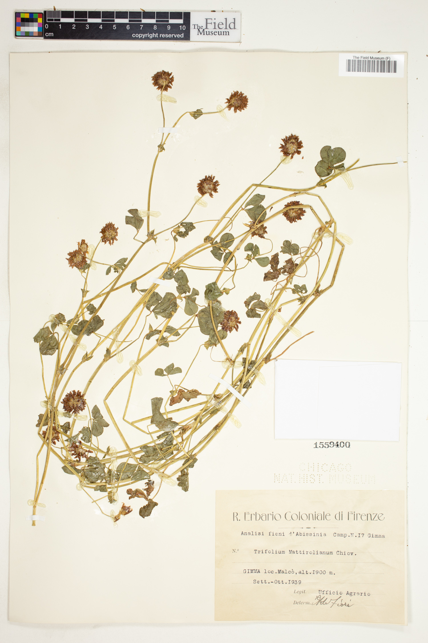Trifolium mattirolianum image