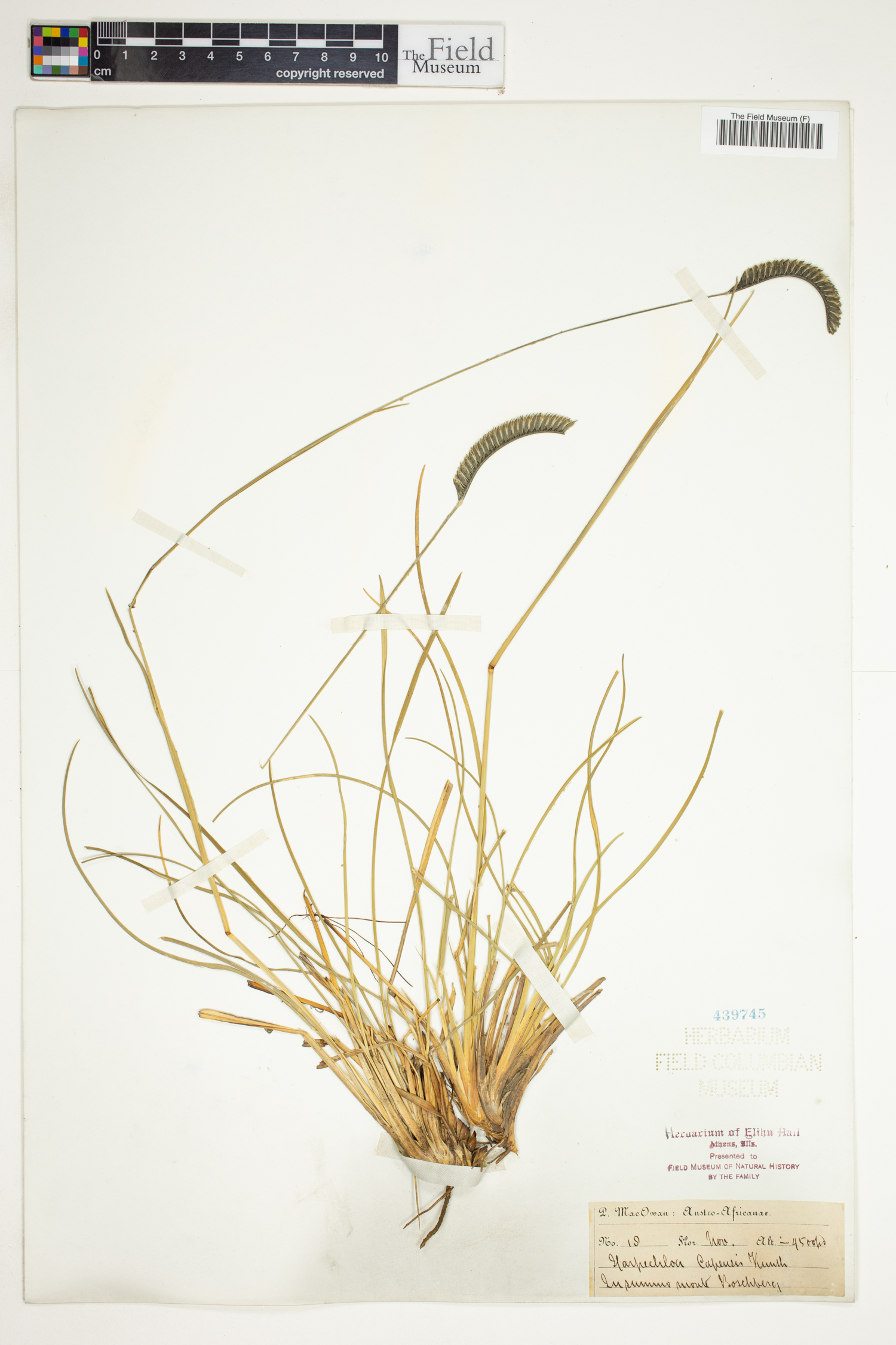 Harpochloa image