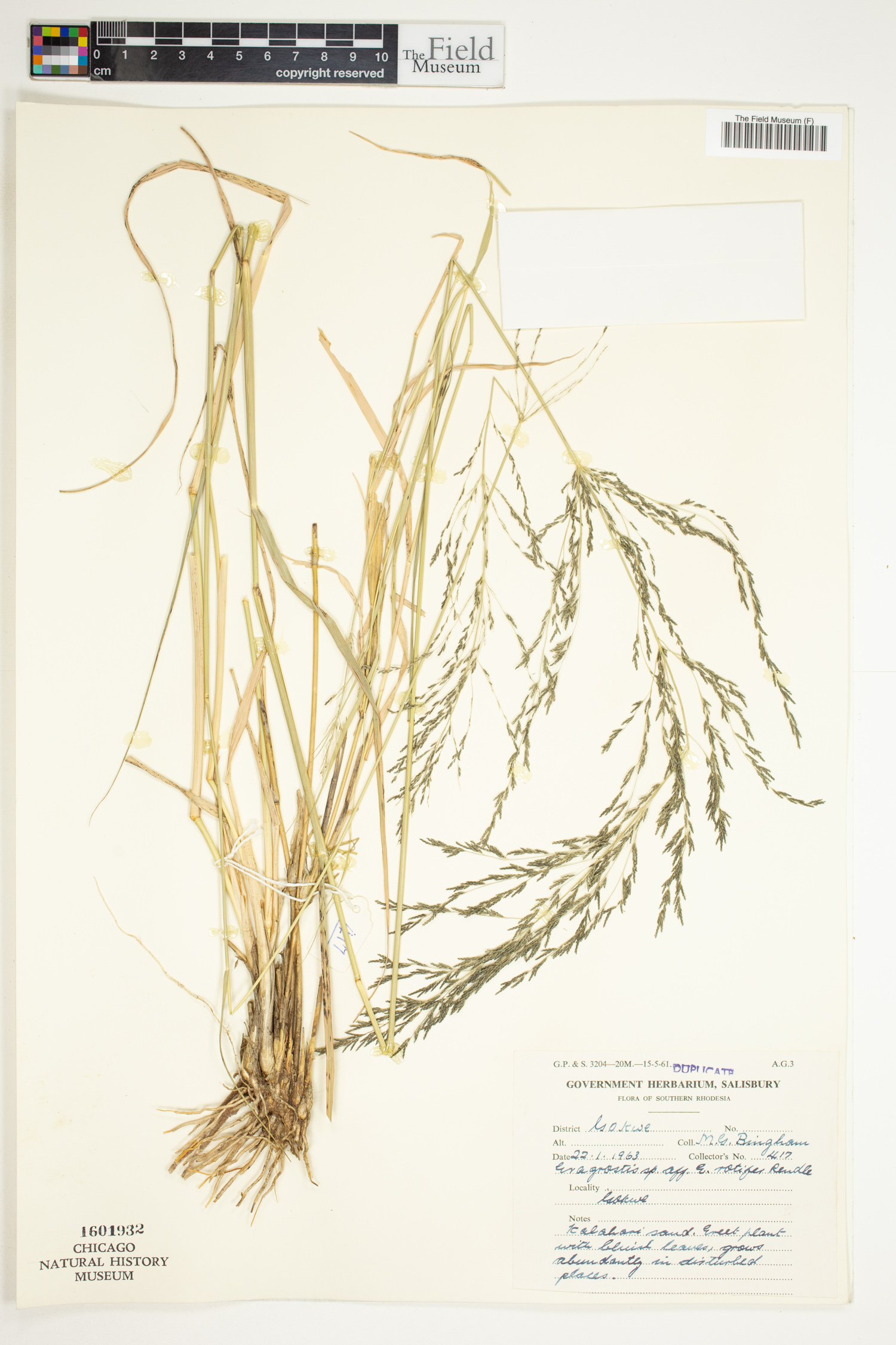 Eragrostis rotifer image