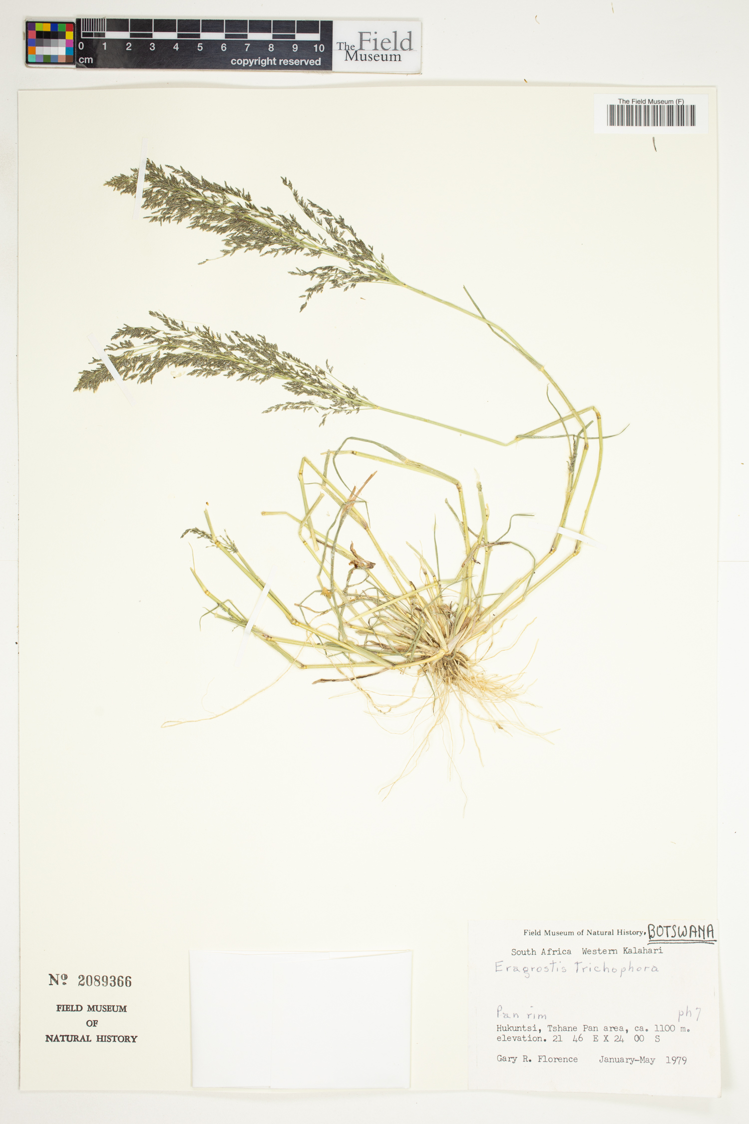 Eragrostis trichophora image
