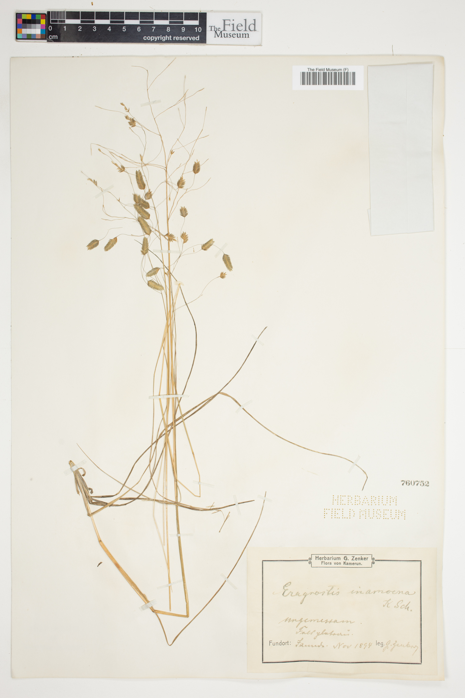 Eragrostis inamoena image